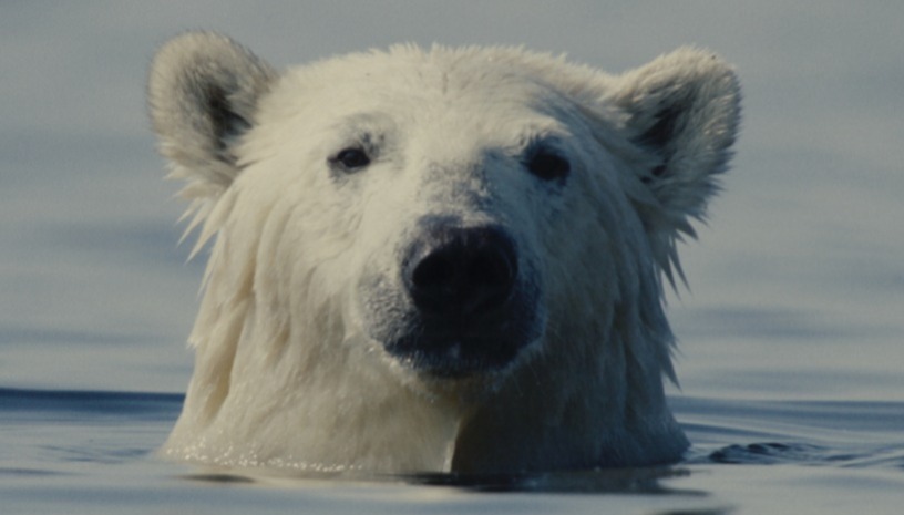 TIDF28 Nuisance Bear